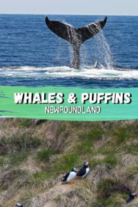 Whales & Puffins in Newfoundland