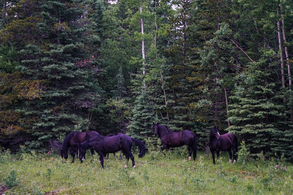 Wild Horses can be seen near Nordegg Alberta