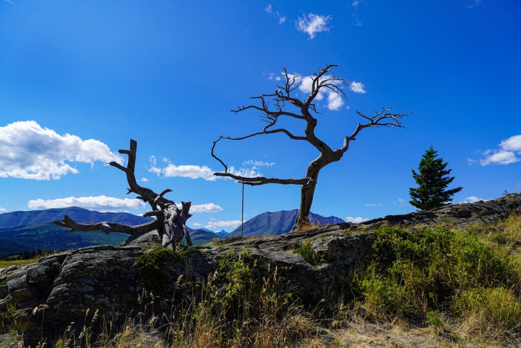 Burmis Tree Crowsnest Pass Alberta