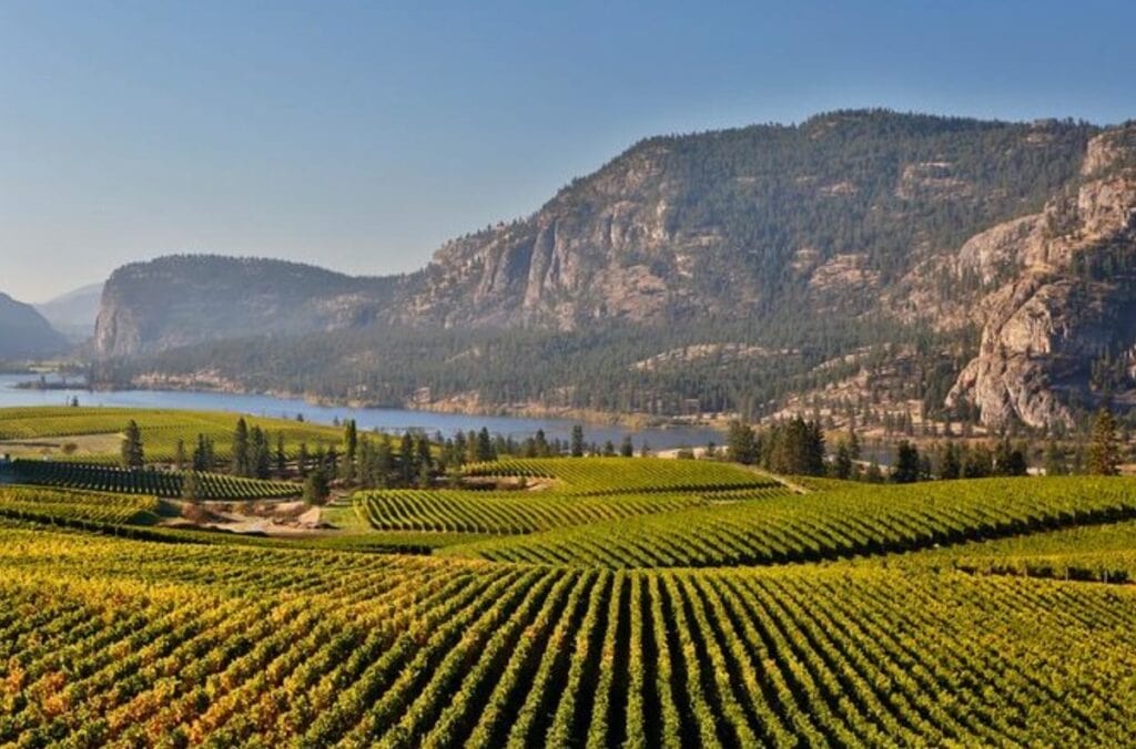 This East Kelowna wine tour is popular in the summer months.