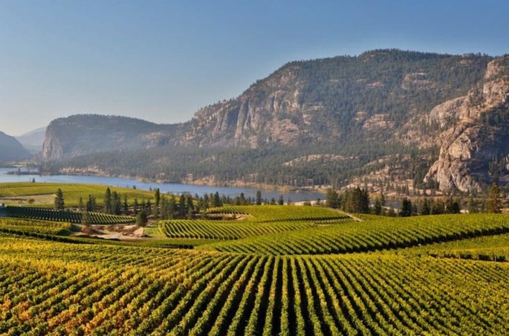 This East Kelowna wine tour is popular in the summer months.