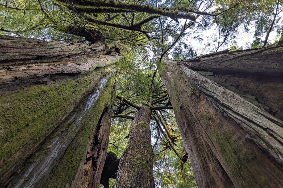 Big Trees Vancouver Island.