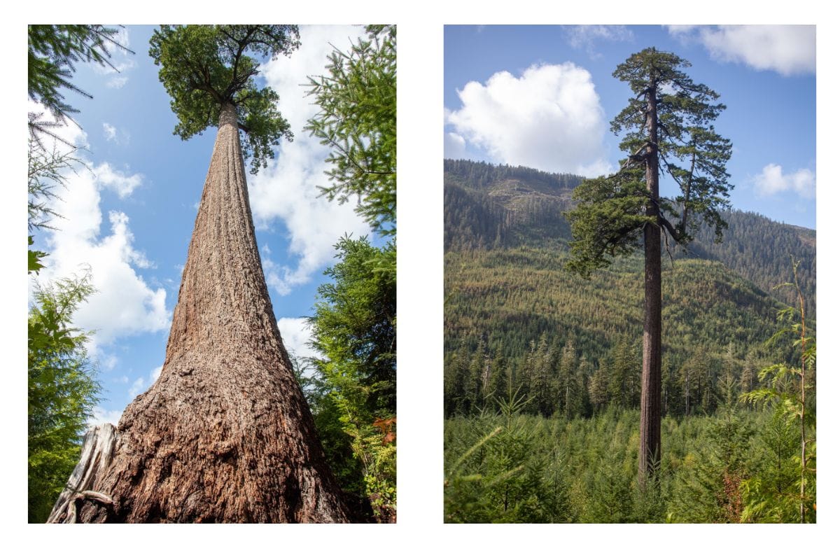 A Big Trees Vancouver Island Road Trip