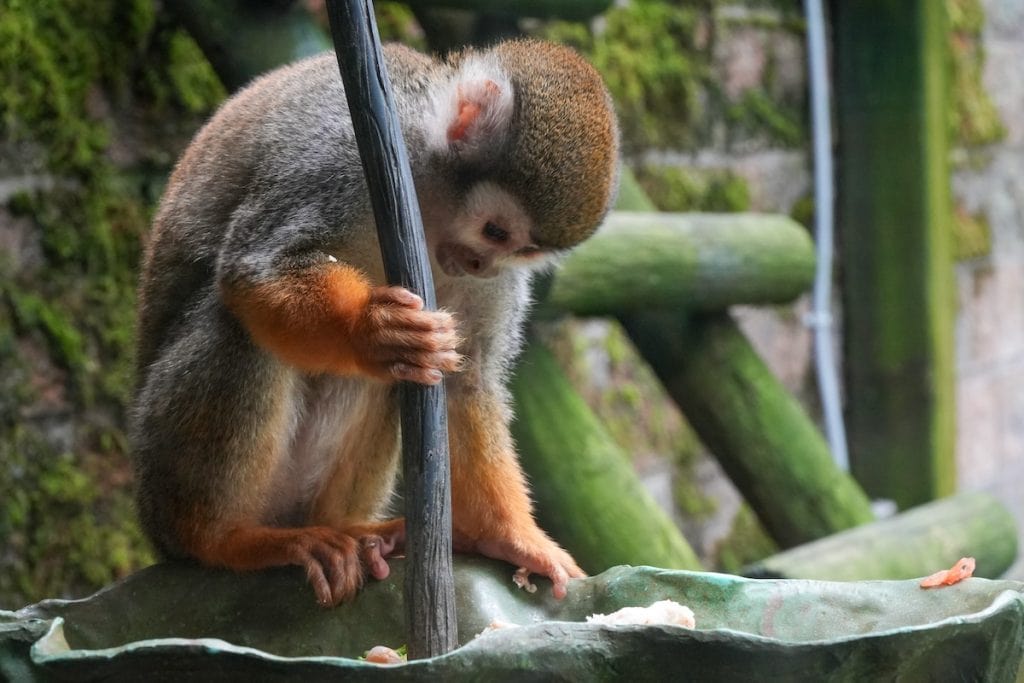 squirrel monkeys at Riverview Park and Zoo.
