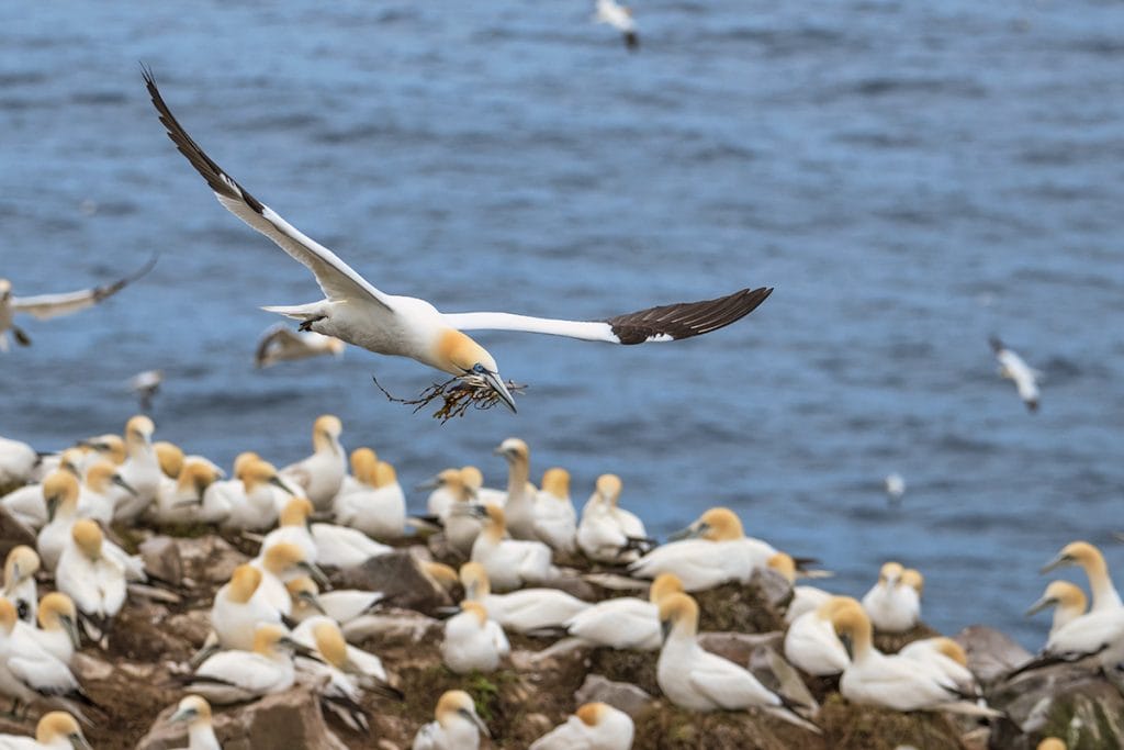 Newfoundland Gannets