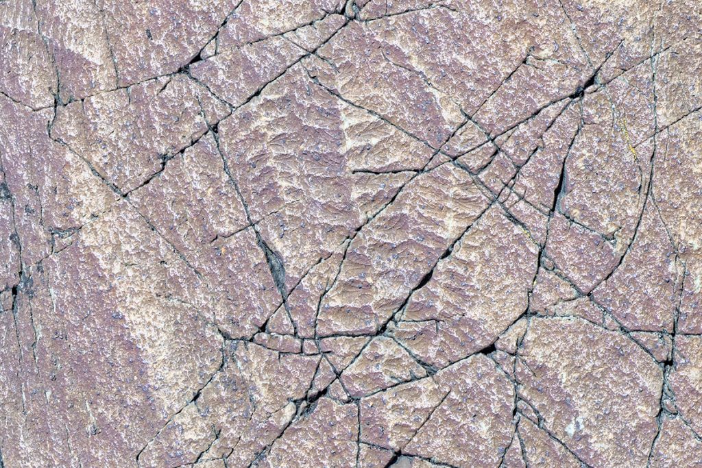 Fossils at Mistaken Point, Newfoundland, Canada.