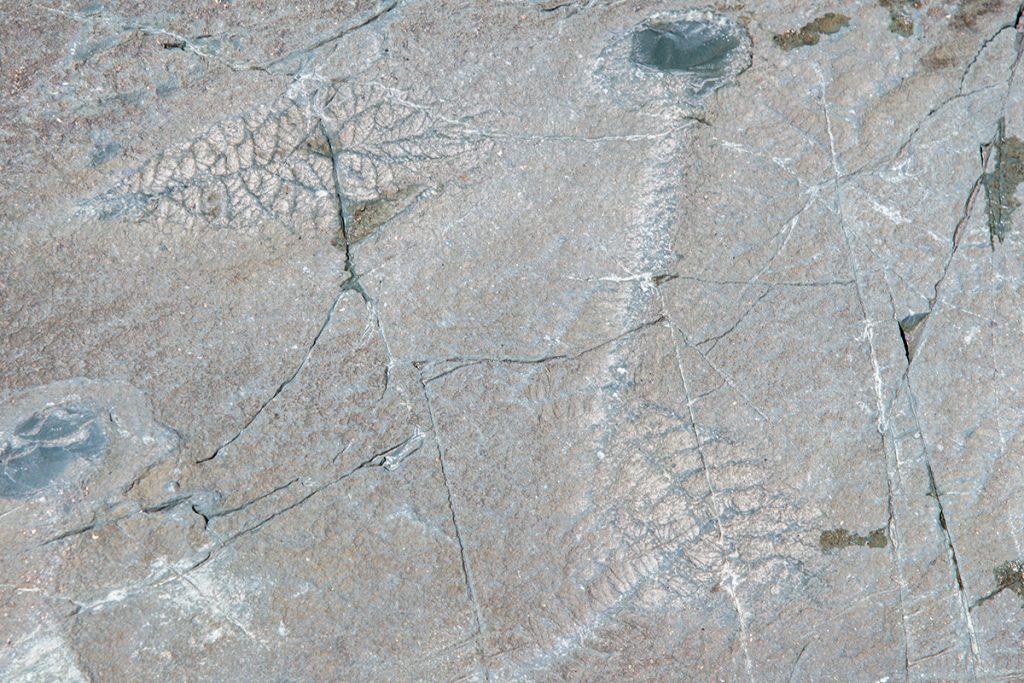 Mistaken Point Fossils in Newfoundland.