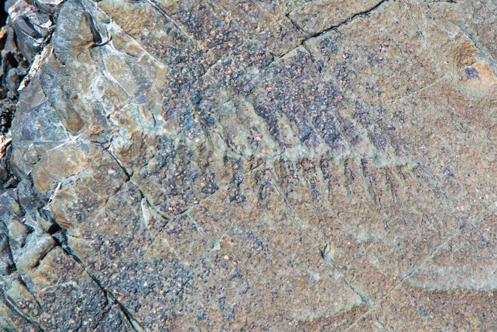 Finding fossils at Mistaken Point, Newfoundland.