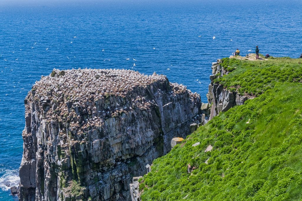 Things to Do in Newfoundland