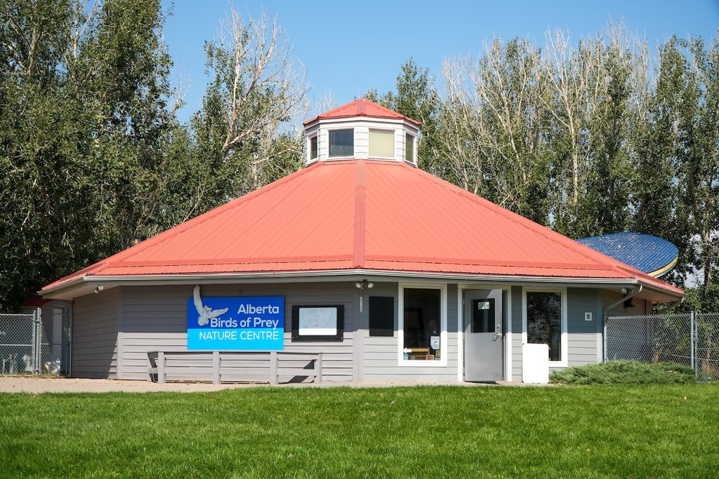 The Alberta Birds of Prey Foundation is one of the top things to do in Lethbridge, Alberta.