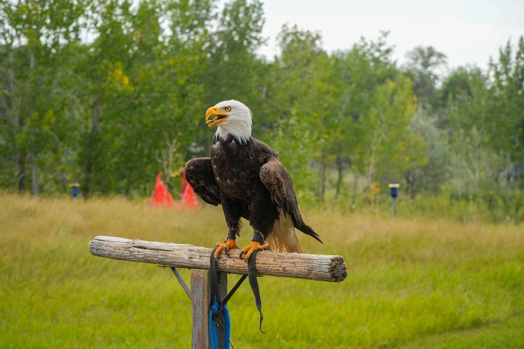 Bald Eagles at the Alberta Birds of Prey Centre.