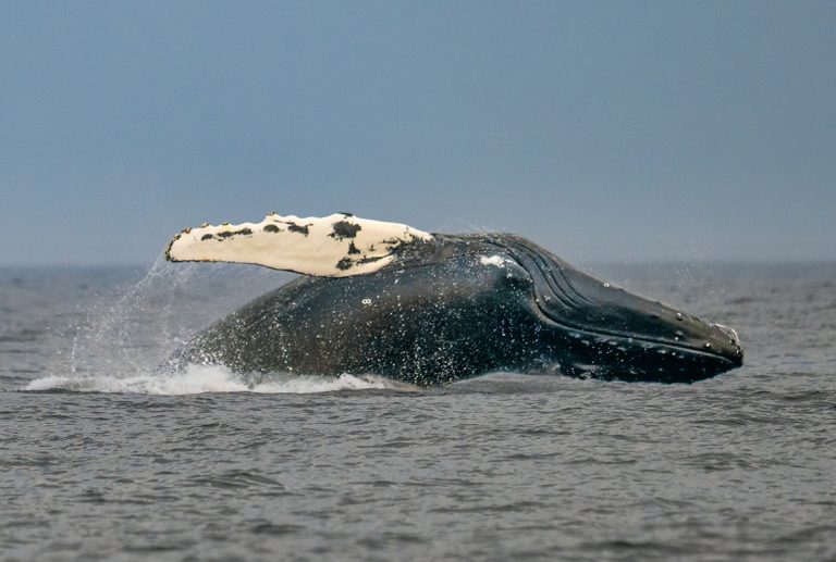 whale Watching in Quebec.