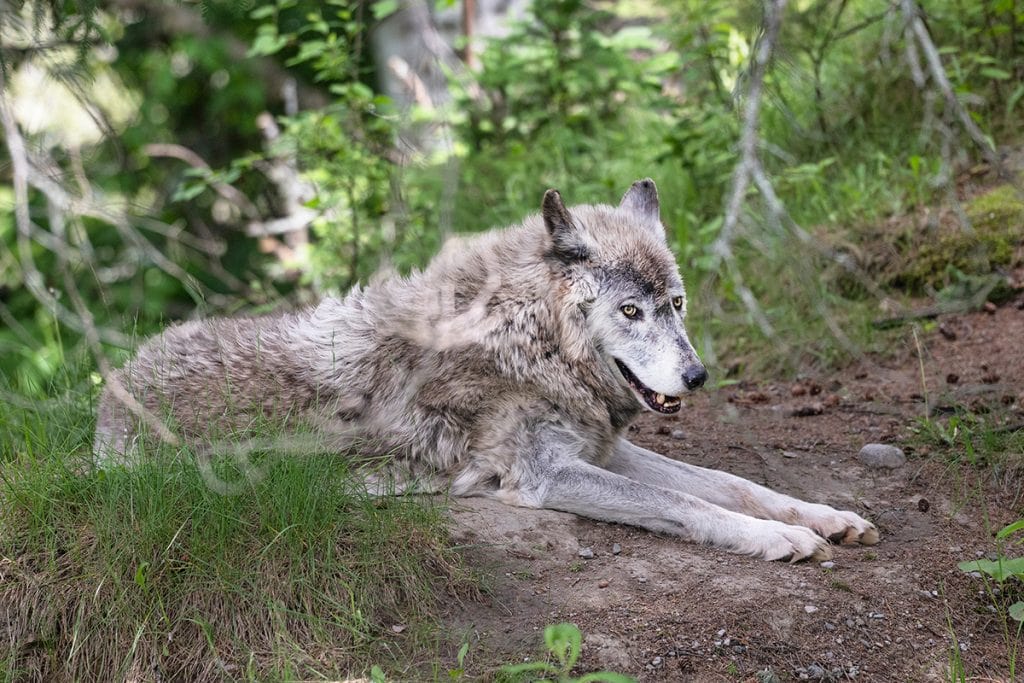 Wolves in Quebec, Canada.