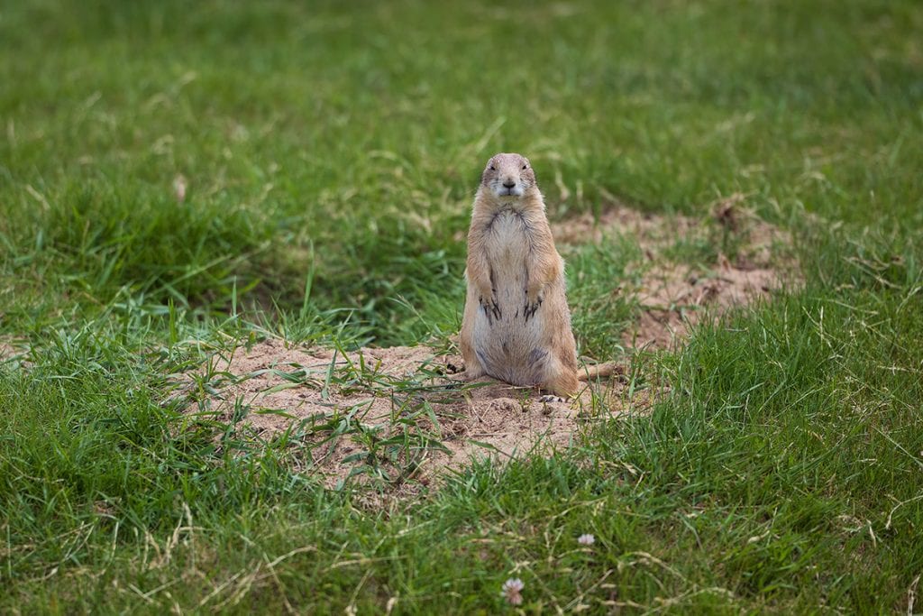 Prairie Dogs at Saint-Félicien Wild Zoo.