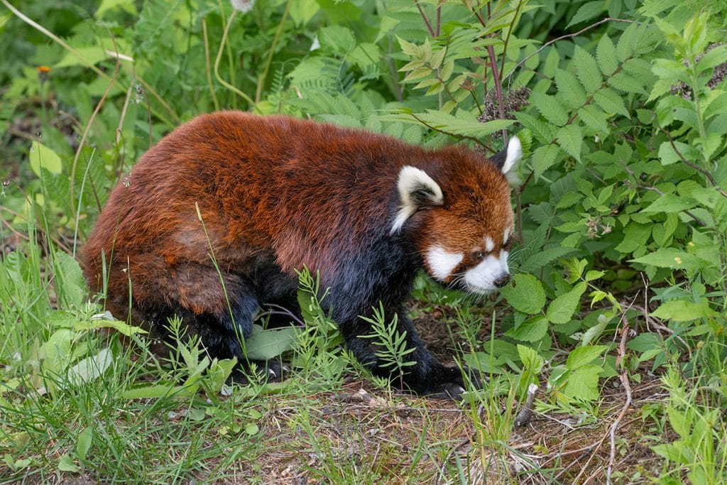 Red Pandas at Saint-Félicien Wild Zoo.