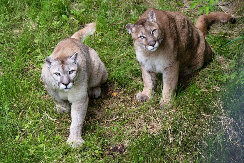 Saint-Félicien Wild Zoo.