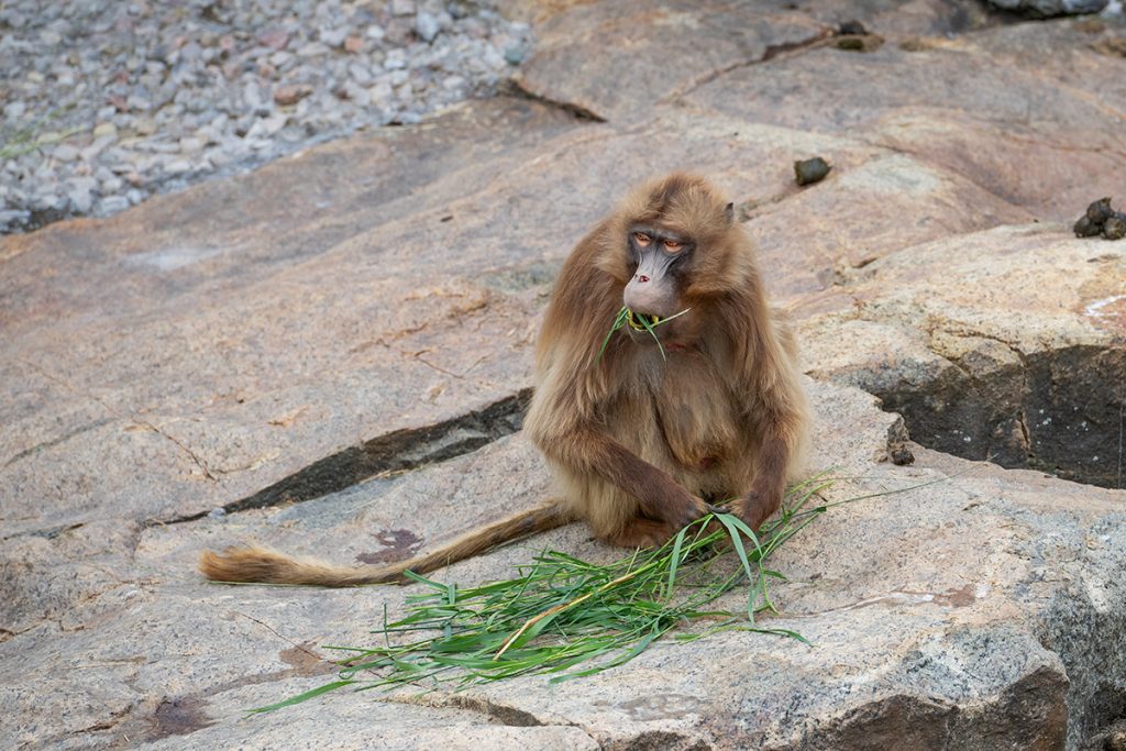 Gelada Baboons at the Saint-Félicien Wild Zoo in Quebec, Canada.