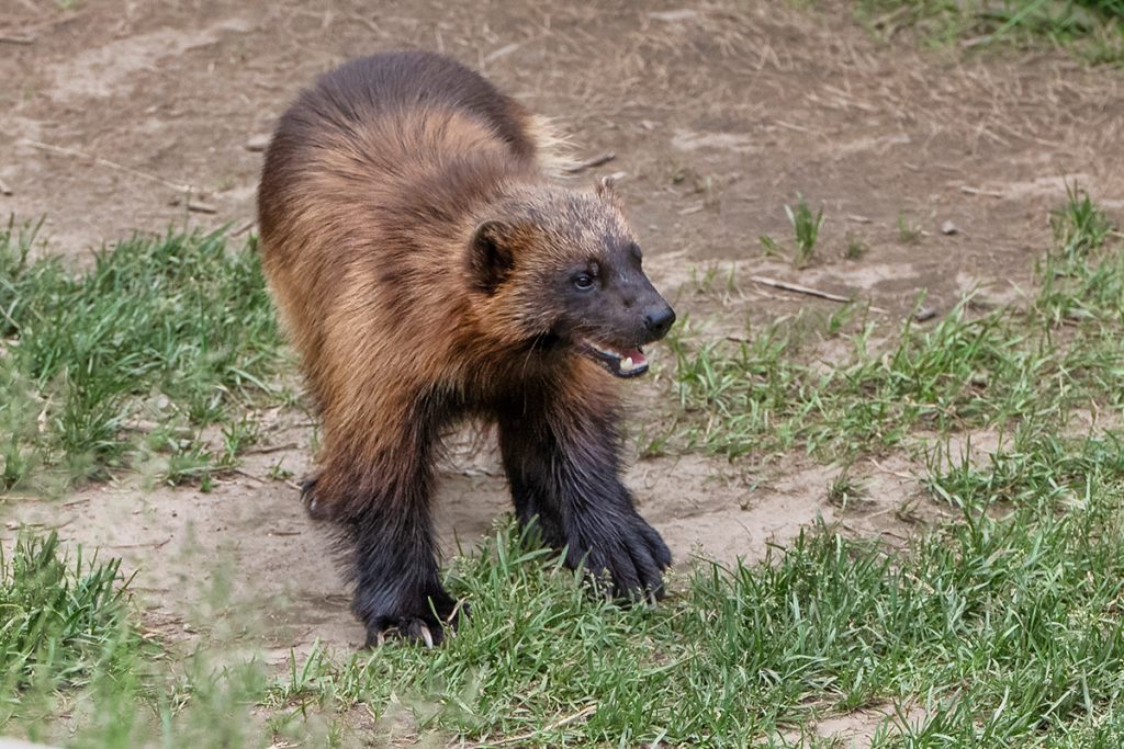 Wolverines at Saint-Félicien Wild Zoo.