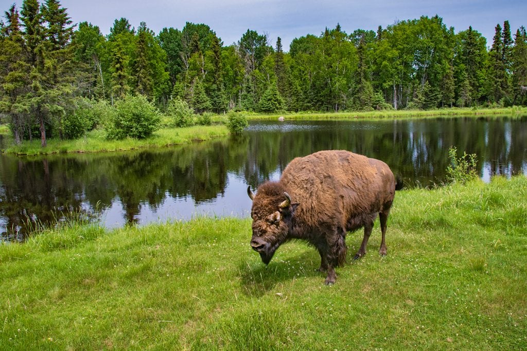 Saint-Félicien Wild Zoo is one of the Best Zoos in Canada.