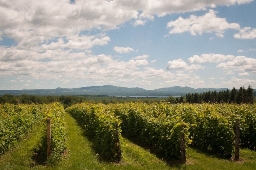 Leon Courville vineyard, Eastern Townships Quebec