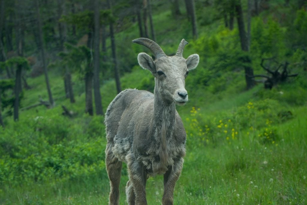 A Big Horn Sheep looks off into the distance.