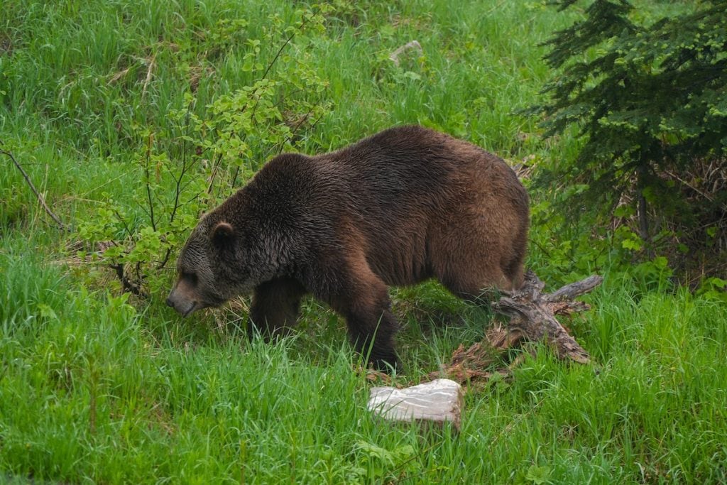 Boo the Grizzly bear, Golden, BC.