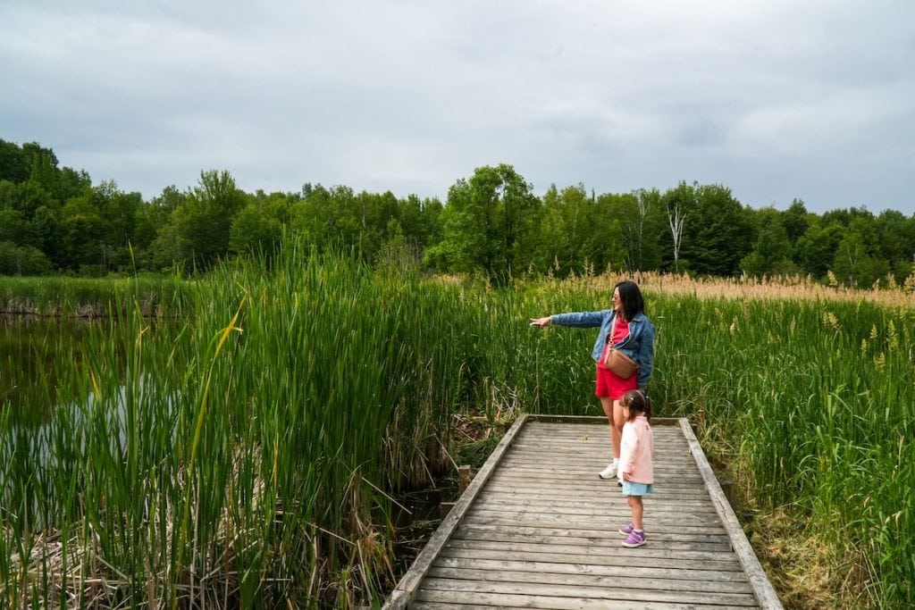 Admiring the ducks in Laurier Woods Conservation Area.