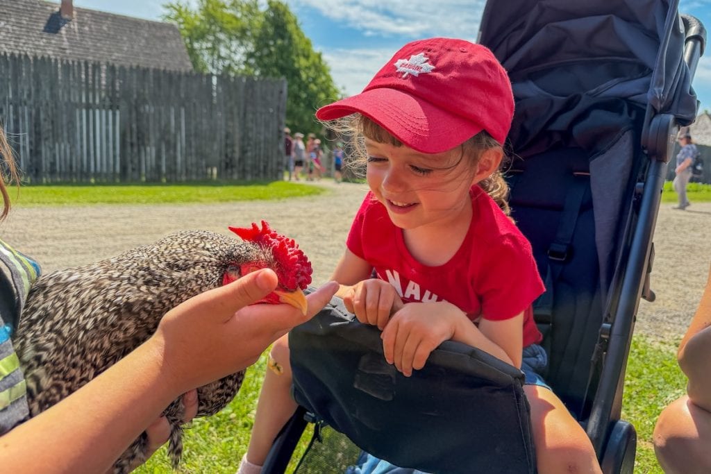 Canada's friendliest chicken is at Fort William Historical park.