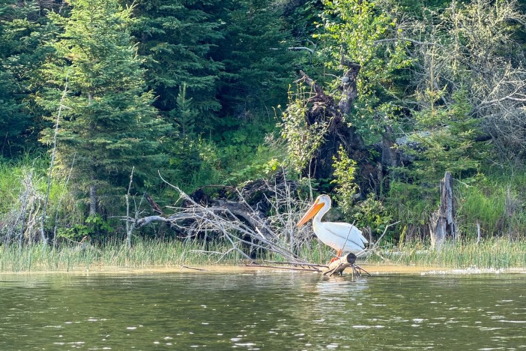 Pelicans at Lakeland Provincial Park.