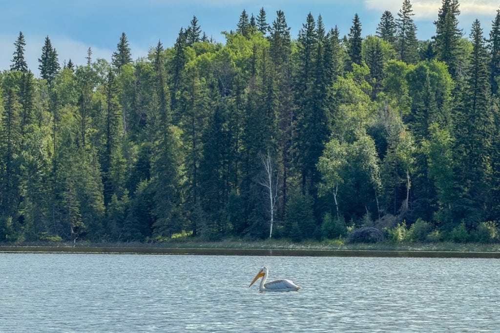 Pelicans in Lakeland Provincial Park.