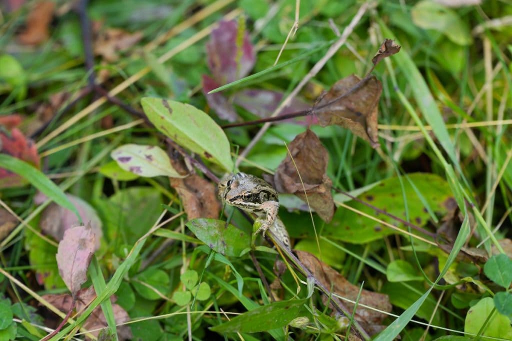 Frogs of Lakeland Provincial Park.